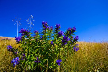 mavi gökyüzünün altında çimlerle ve çiçeklerle kaplı yamaçta