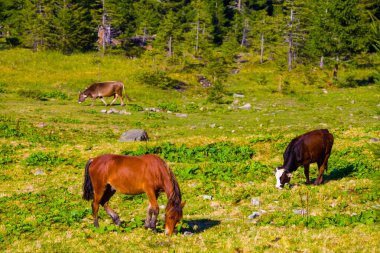 Ormanda at ve inek otluyor.