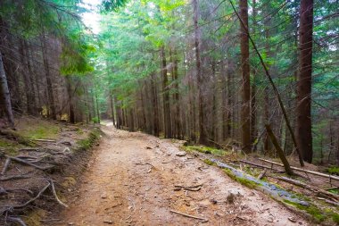 Dağ ormanlarında kara yolu