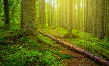 Ağaç gövdesi olan yeşil köknar ağacı ormanı