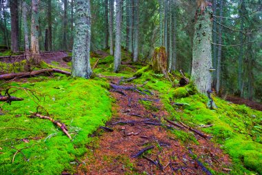 Dağ yamacındaki ormandan geçen toprak yol.
