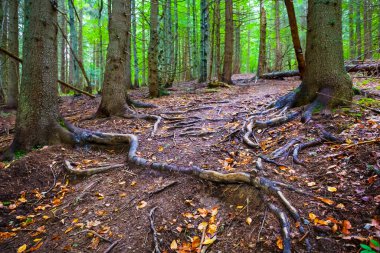 Dağ yamacındaki ormandan geçen toprak yol.