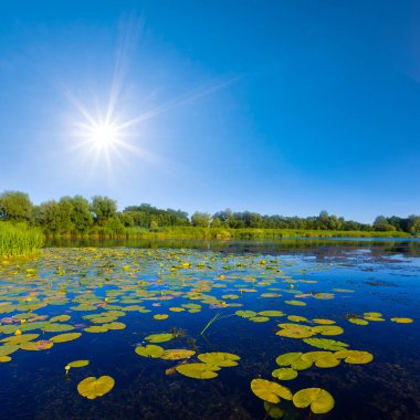 Işıl ışıl güneşin altında, sahilde ormanlı sakin bir yaz nehri.