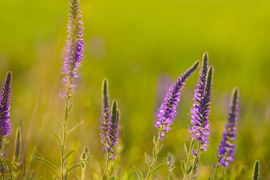 Kapalı yaz çayırlarında yabani menekşeler