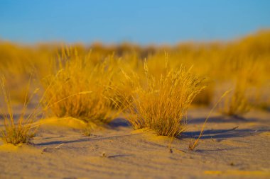 Kumlu çayırlar arasındaki çimenler