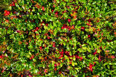 Yeşil çimlerde büyüyen inek üzümü.