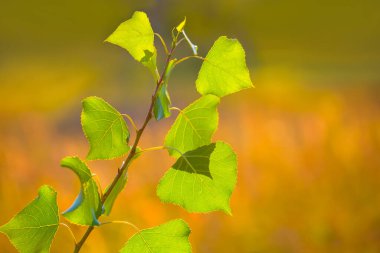 Ormandaki yakın ağaç dalı