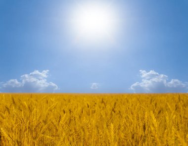 Yaz altın buğday alan bir ışıltı güneş altında