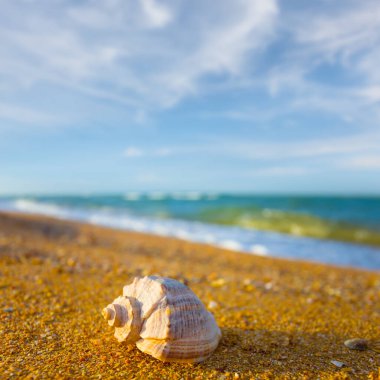 Boş deniz kabuğu kumlu deniz sahilinde uzanıyor.