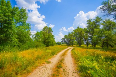 Toprak yolu olan yeşil orman.