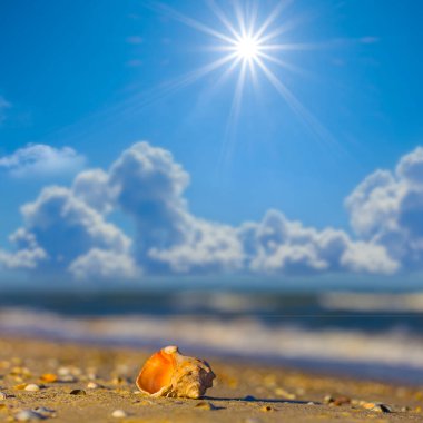 Kapalı deniz kabuğu güneşli bir günde kumlu deniz sahilinde uzanıyor.