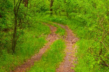 toprak yol yeşil orman yoluyla