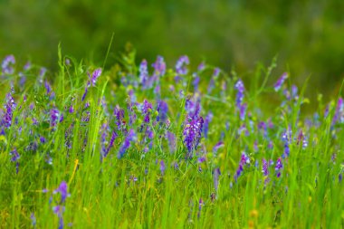 Yeşil çayır çayırlarında yabani çiçekler.