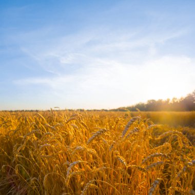 Günbatımında buğday tarlası, yaz tarım sahnesi