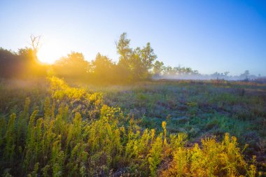 Gün doğumunda ormanlık arazide.