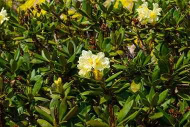 Yeşil yaprakların arasında beyaz rhododendron çiçeği