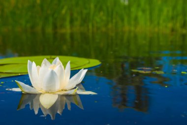 Suyun üzerinde süzülen beyaz nilüferler