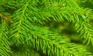 Ormandaki köknar dalını kapatın.