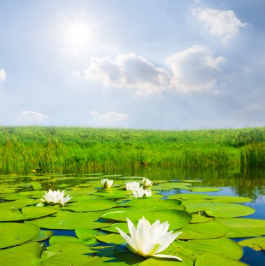 Güneşli yaz gününde, suyun üzerinde süzülen beyaz zambaklar.
