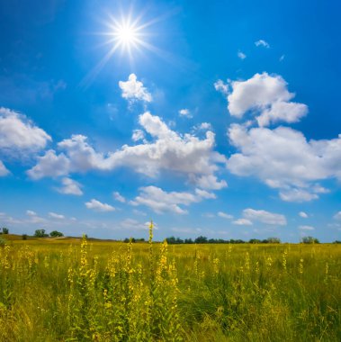 summer prairie with wild flowers at sunny day