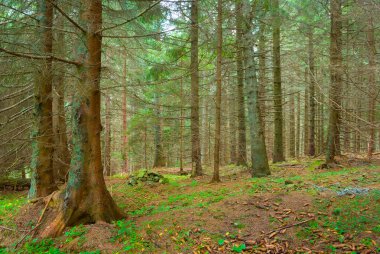 Yamaçta yeşil köknar ormanı büyümesi