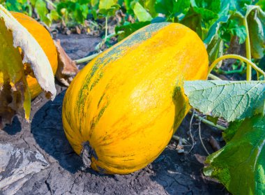 Yakın çekim olgunlaşmış balkabağı, mutfak bahçesinde yatıyor.