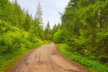 Yeşil tepelerin arasında orman olan toprak yol