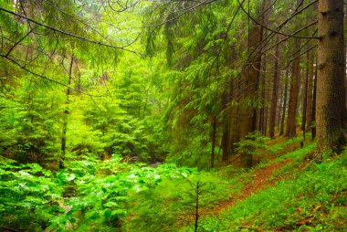 Yeşil köknar ormanı güneş ışığında genişliyor.