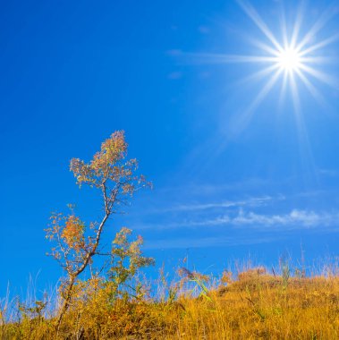 # Tepedeki yalnız ağaç # # Parlak güneşin altında #