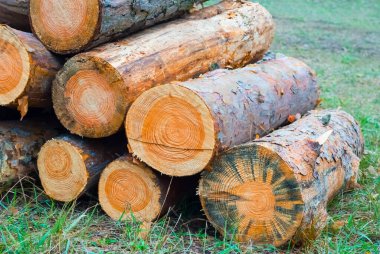 Ormanda bir ağaç gövdesi yığını