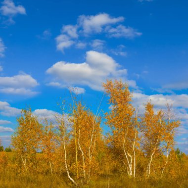Sonbahar huş ağacı koruluğu Aydınlık bir günde mavi bulutlu gökyüzünün altında
