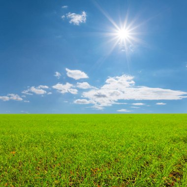 Parlak güneşin altında geniş yeşil kırsal alan