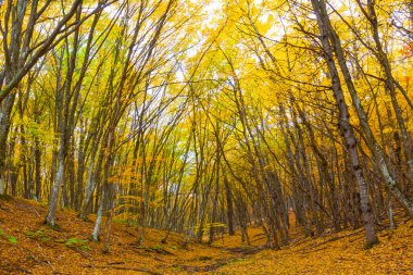 Sonbahar kayın ağacı, kırmızı kuru yapraklarla kaplı.