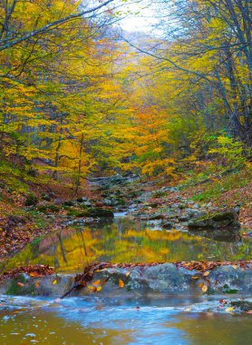 Küçük dere dağ kanyonu boyunca akar. Kırmızı kuru yapraklarla kaplıdır. Sonbahar dağ manzarası.