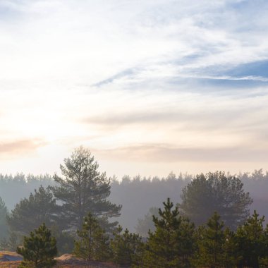 Köknar ağacı ormanı gün doğumunda sisli