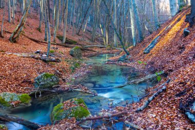 Dağ kanyonundaki küçük nehir akıntısı kırmızı kuru yapraklarla kaplı.