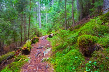 Bir dağ yamacının üzerinde orman olan küçük bir zemin yolu.