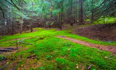 Bir dağ yamacının üzerinde orman olan küçük bir zemin yolu.