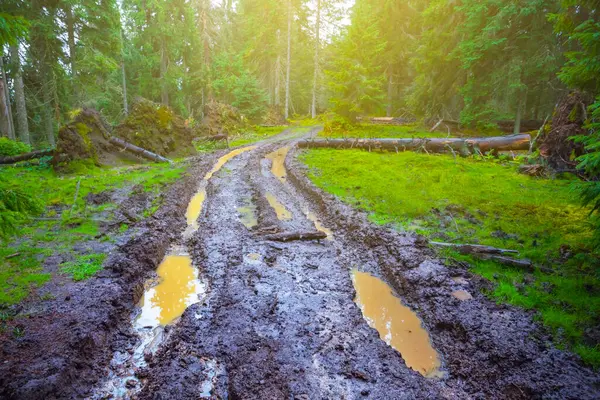 Çamur ve su birikintisindeki toprak yol sisli yeşil köknar ormanı, güzel fu yaz gezisi sahnesi