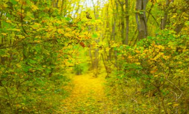 Bir parkta kırmızı kuru akçaağaç dalı, güzel bir sonbahar doğal arka planı.