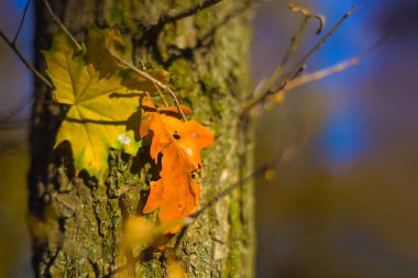 Akçaağaç ormanı, kırmızı kuru yapraklarla kaplı, güzel sonbahar parkı manzarası.