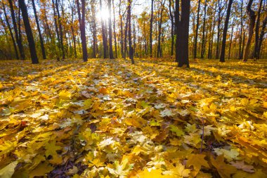 Sonbahar akçaağaç ormanları parlak güneş ışığında kırmızı kuru yapraklarla kaplıdır.
