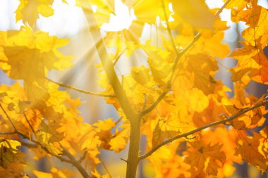 Işıl ışıl güneş ışığında kırmızı kuru sonbahar ağacı