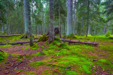 Güzel yeşil orman, yosunlarla kaplı.