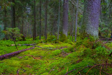 Güzel yeşil orman, yosunlarla kaplı.
