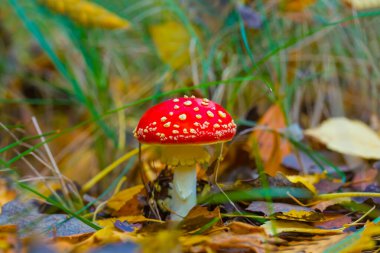 Sonbahar ormanında yakın plan kırmızı sineklik mantarı