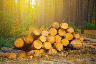 Ormanda çam ağacı gövdesi yığını