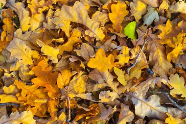 kırmızı kuru sonbahar yaprakları yerde, güzel mevsimsel doğal arka plan