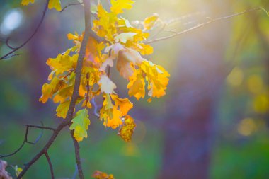 Kapalı sonbahar kırmızı meşe ağacı dalı parıldayan güneş ışığında, güzel mevsimsel arka plan