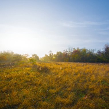 Orman, sabahın erken saatlerinde çimlerle kaplanmış. Güzel, doğal gün doğumu sahnesi.